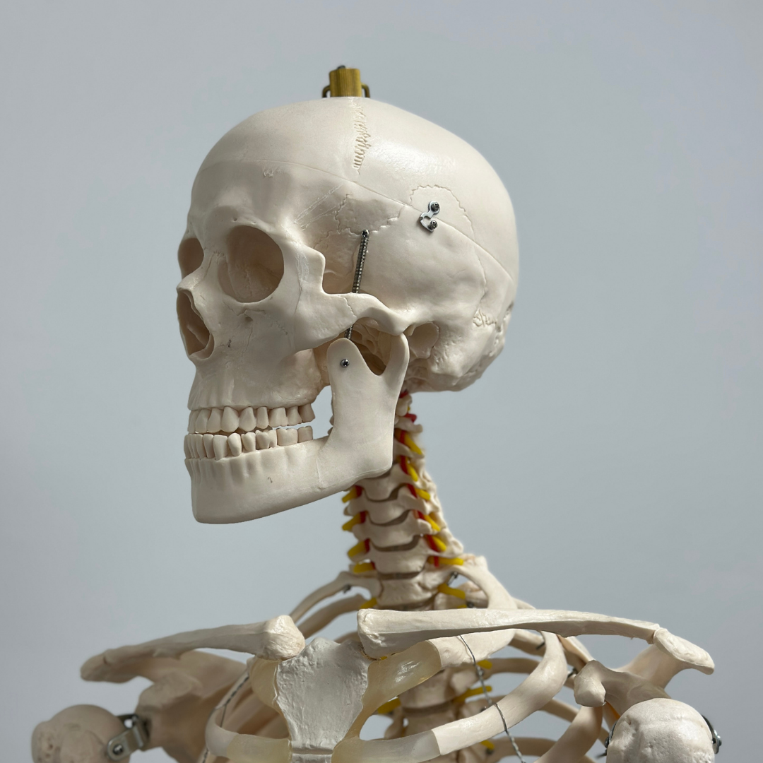 Level 3 Certificate in Anatomy and Physiology for Aesthetic Practice