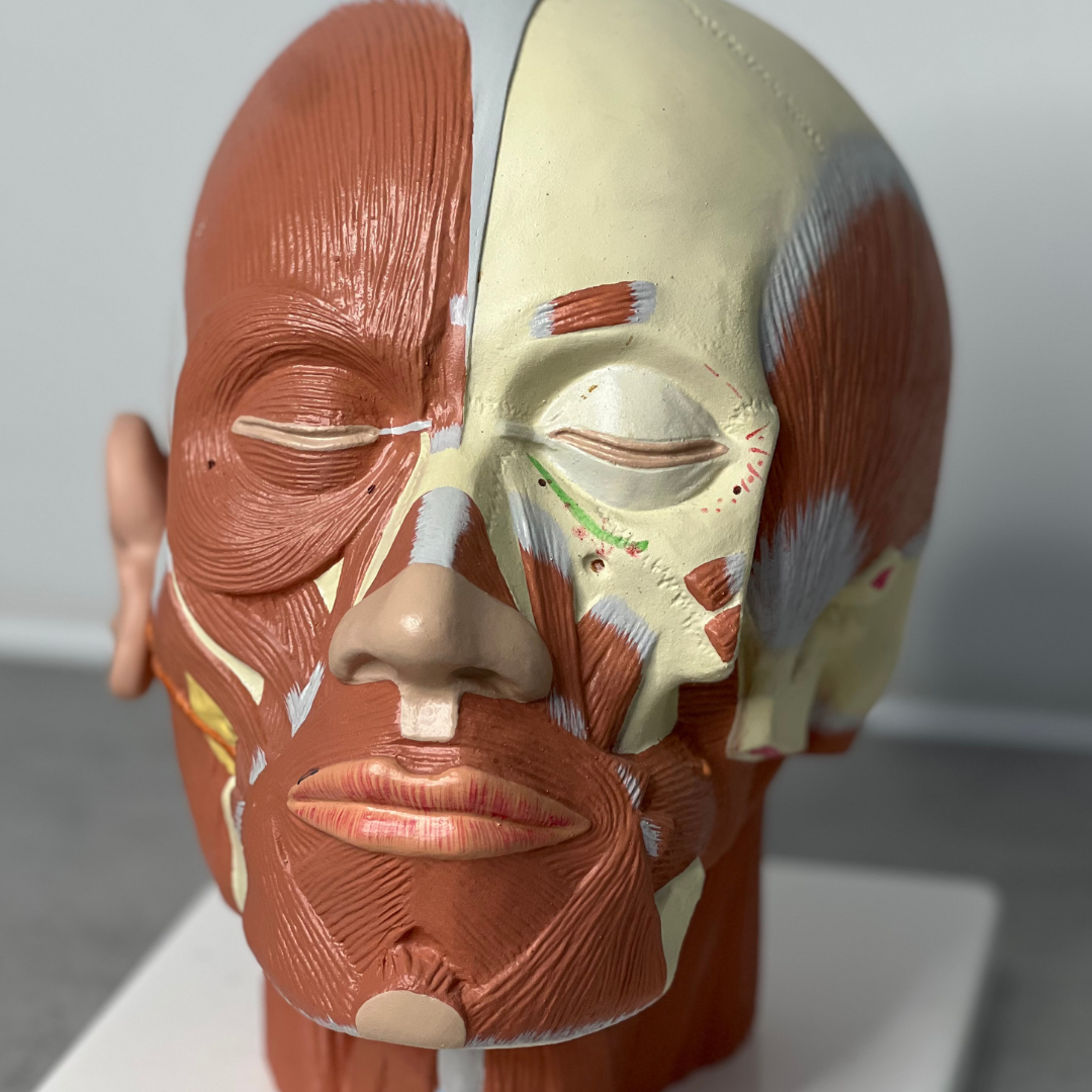 Level 4 Certificate in Anatomy and Physiology for Aesthetic Practice